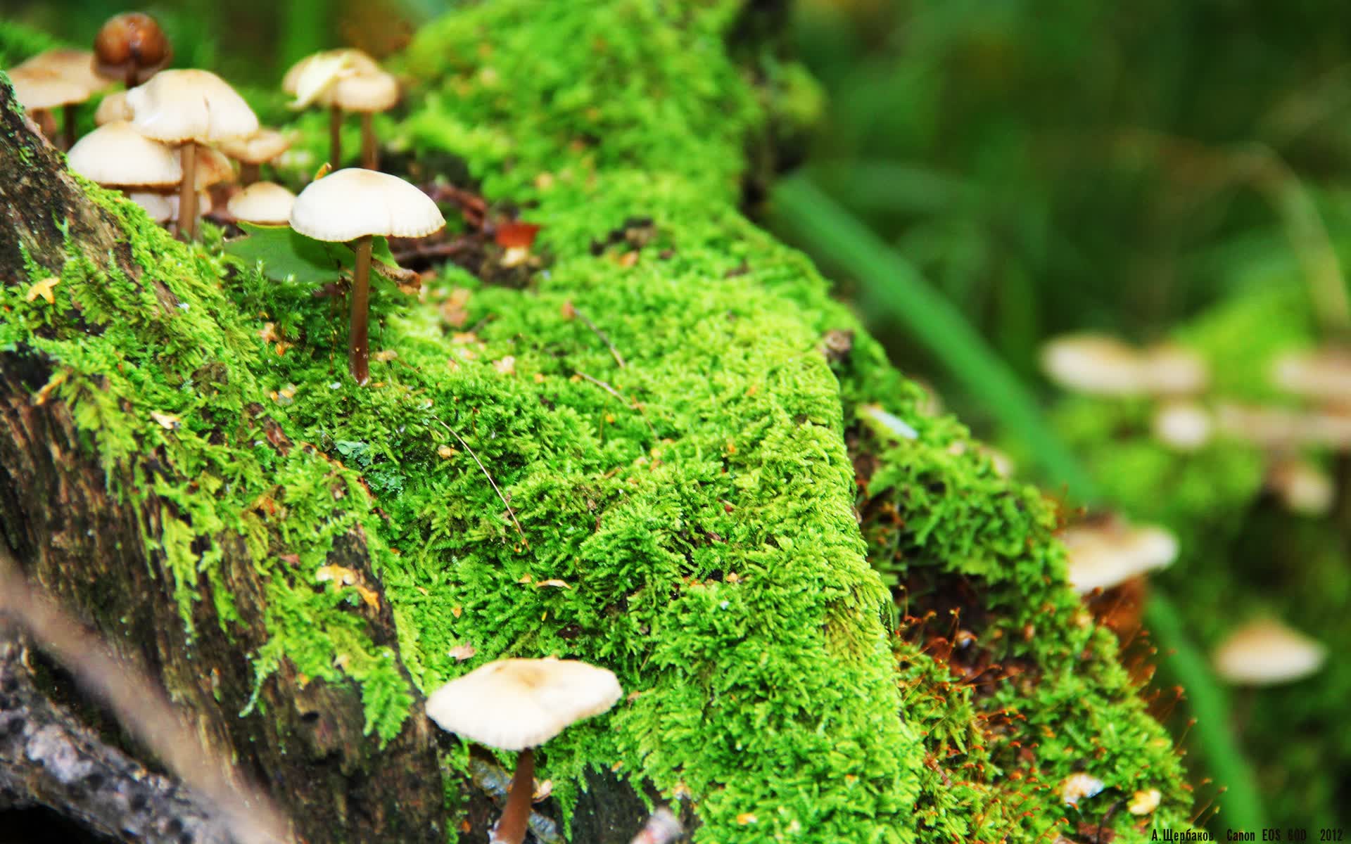 世界游泳赛场气候适配训练方法与应用案例汇总，游泳竞赛场地的水温最低不能低于24度一般为26度